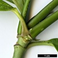 SpeciesSub: var. dolichophylla